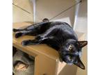 Adopt Smokey a Domestic Short Hair