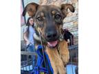 Adopt Rex a German Shepherd Dog, Australian Shepherd