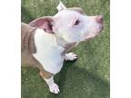Peggy American Pit Bull Terrier Adult Female
