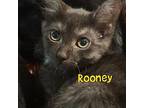 Rooney Domestic Shorthair Kitten Male