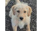 Beckett Goldendoodle Puppy Male