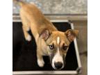 Adopt Wasilla a Mixed Breed