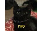 Polly Domestic Shorthair Kitten Female