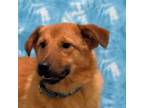 Adopt Vinny a German Shepherd Dog