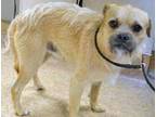 Adopt Cooper a Brussels Griffon, Mixed Breed