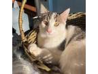 Adopt Derek a Domestic Short Hair