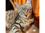 Adopt Koa a Domestic Short Hair