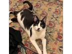 Adopt Double Stuf a Domestic Short Hair