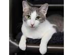 Adopt Henry Rollins a Domestic Short Hair