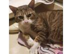 Adopt Teddy a Domestic Short Hair