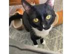 Adopt Nibbles a Domestic Short Hair