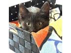 Adopt Ferrero a Domestic Short Hair