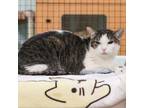 Adopt Nicky a Domestic Short Hair