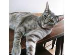 Adopt Luciano a Domestic Short Hair