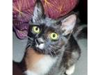 Adopt Tuxie a Domestic Short Hair