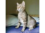 Adopt Bindi a Domestic Short Hair