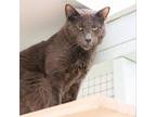 Adopt Nubbins a Russian Blue, Domestic Short Hair