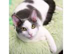 Adopt Gummy Bear a Domestic Short Hair