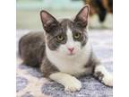 Adopt Guildenstern a Domestic Short Hair