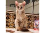 Adopt Ginger a Domestic Short Hair