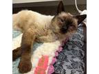 Adopt Teddy Bear a Siamese