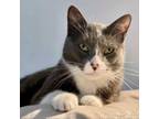 Adopt Cabbage a Domestic Short Hair