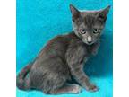 Adopt Wolfie a Domestic Short Hair