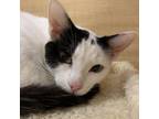 Adopt S'mores a Domestic Short Hair