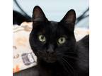 Adopt Star a Domestic Short Hair