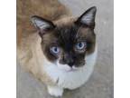 Adopt T-Rex a Snowshoe