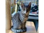 Adopt Kylo Ren a Domestic Short Hair