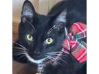 Adopt Angelo a Domestic Short Hair