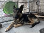 Adopt Kairo a German Shepherd Dog