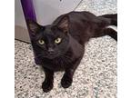 Electron Domestic Shorthair Adult Male