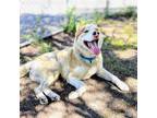 Adopt Swift a Siberian Husky