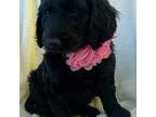 Goldendoodle Puppy for sale in Thomasville, NC, USA