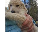 Mutt Puppy for sale in Phillips, ME, USA