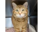 Adopt Tanner a Domestic Short Hair