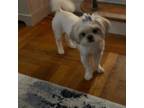 Maltese Puppy for sale in Bronx, NY, USA