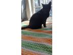 Adopt Rascal (in foster) a Domestic Short Hair