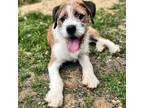 Adopt CT Baxter a Terrier