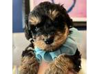 Schnauzer (Miniature) Puppy for sale in Temple, TX, USA