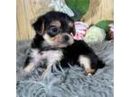 Maltese Puppy for sale in Duncan, OK, USA