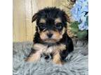 Maltese Puppy for sale in Duncan, OK, USA