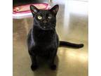 Adopt Radish a Domestic Short Hair