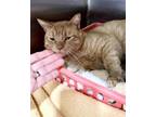 Adopt Silent Sam (FCID# 04/10/2024 - 13 Trainer) a Tabby