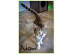 Adopt Adam (FCID# 04/10/2024 - 90 Trainer) C a Tabby