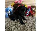 Pug Puppy for sale in Cub Run, KY, USA
