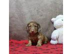 Dachshund Puppy for sale in Millersburg, IN, USA