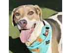 Adopt Rocket a Black Mouth Cur, Mixed Breed